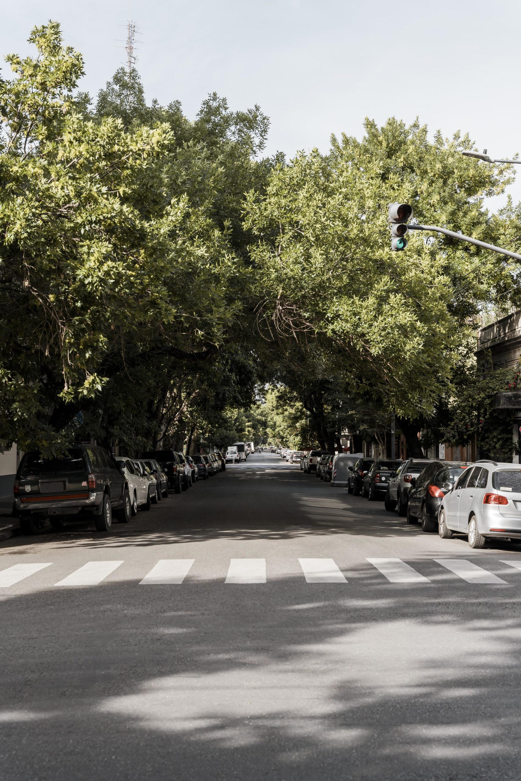 view-city-street-with-trees-card